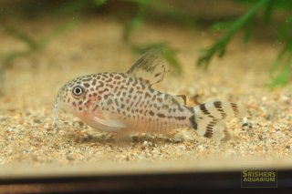 ロボホン　コリドラス ロボホン コリドラス ロボホン コリドラス コリドラス