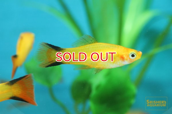 画像4: ゴールデンコメットソード (4)