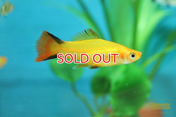 画像3: ゴールデンコメットソード (3)