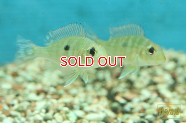 画像5: ゲオファーガスSP.レッドヘッドタパジョス (5)