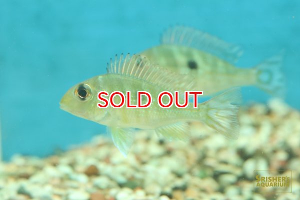 画像1: ゲオファーガスSP.レッドヘッドタパジョス (1)