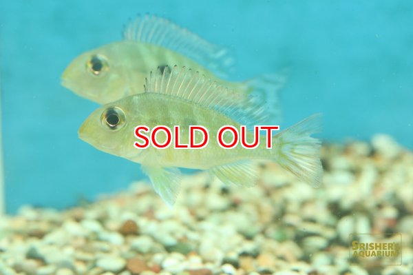 画像3: ゲオファーガスSP.レッドヘッドタパジョス (3)