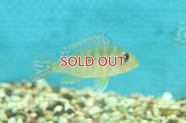 画像4: ゲオファーガスSP.レッドヘッドタパジョス (4)