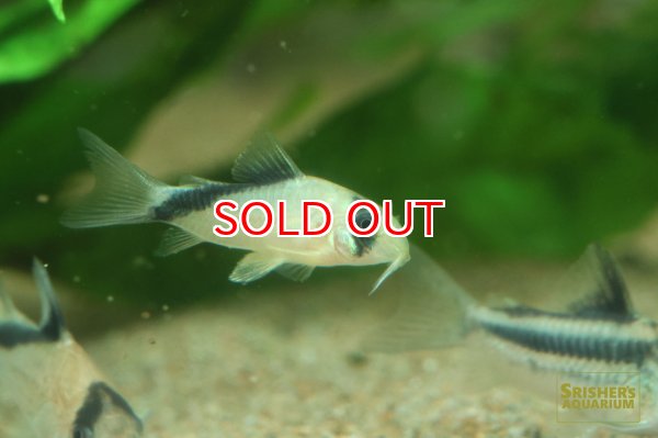 画像2: コリドラス　メガメリニ (2)