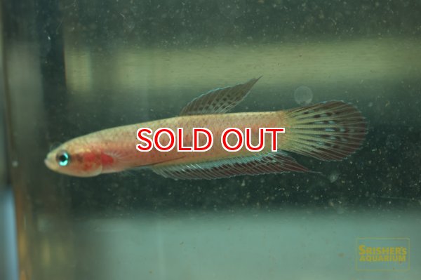 画像2: ワイルドベタ コッキーナ 'LANGGAM'（ペア） (2)