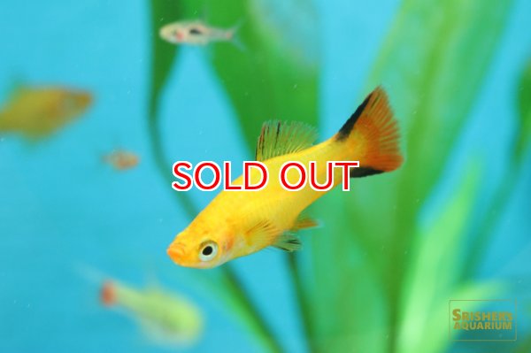 画像2: ゴールデンコメットソード (2)