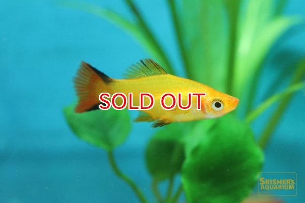 画像1: ゴールデンコメットソード (1)