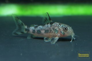 コリドラスの仲間 - Corydoras-｜スリッシャーズ アクアリウム
