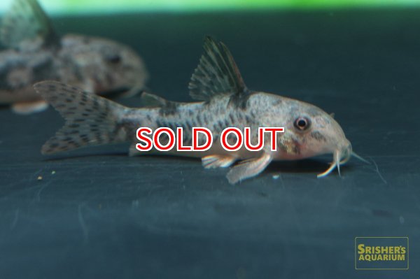 画像3: コリドラス　カルラエ (3)