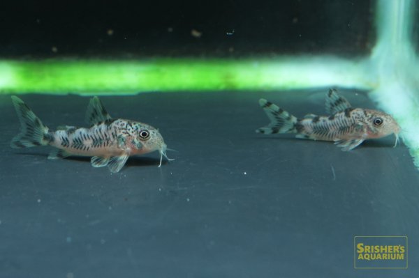 画像5: コリドラス　フレーリッヒ (5)