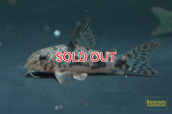 画像2: コリドラス　カルラエ (2)