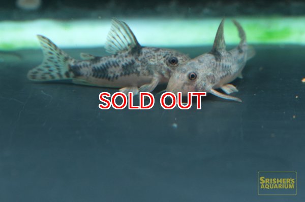 画像4: コリドラス　カルラエ (4)