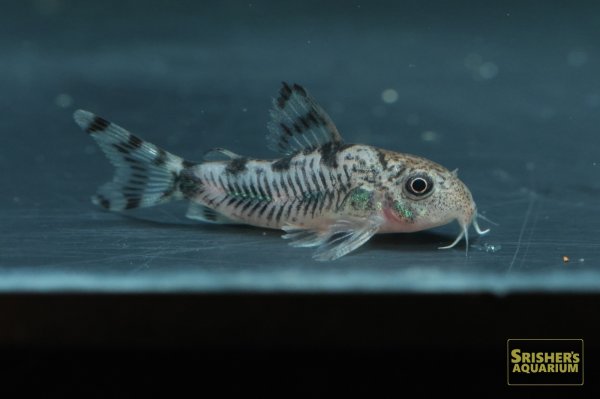 画像3: コリドラス　フレーリッヒ (3)