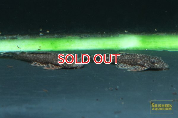 画像3: ブッシープレコSP. (3)