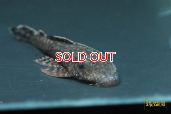 画像2: ブッシープレコSP. (2)