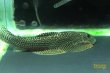 画像3: タイニースポットヒルストリームローチ (3)