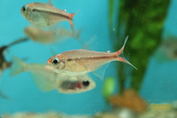 画像5: スカーレットムーンコギャルテトラ　 (5)