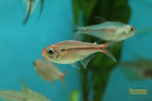 画像4: スカーレットムーンコギャルテトラ　 (4)