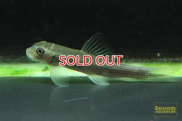 画像3: ブラックガーネットガラ (3)