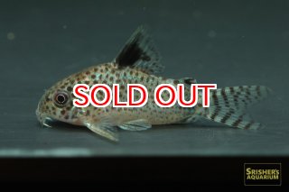 全商品 - スリッシャーズ アクアリウム (Page 20)