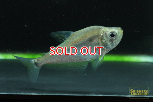 画像1: アカンソカラックス　ミクロレピス (1)