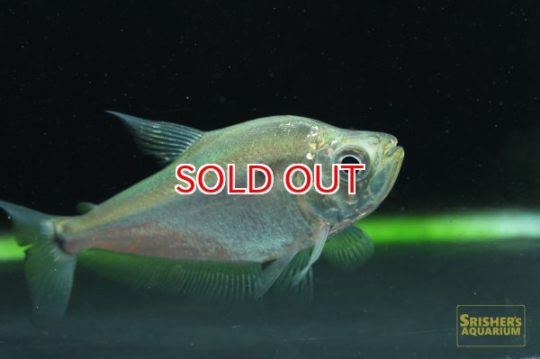 画像2: アカンソカラックス　ミクロレピス (2)