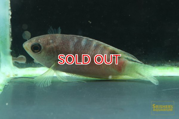 画像2: ベロンティア　ハッセルティ (2)