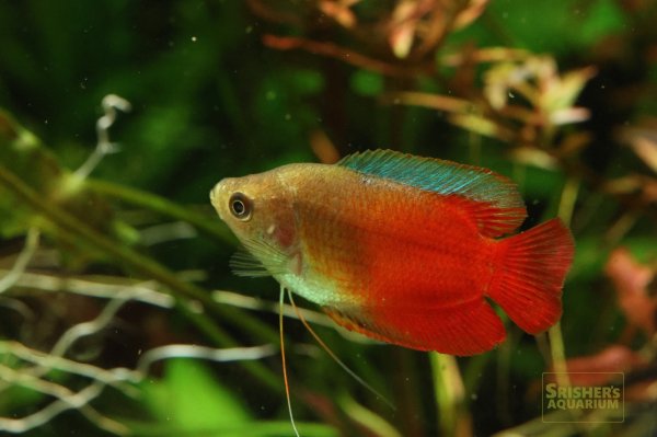 画像3: サンセットドワーフグラミー　オス (3)