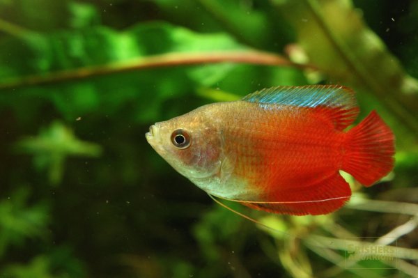 画像2: サンセットドワーフグラミー　オス (2)