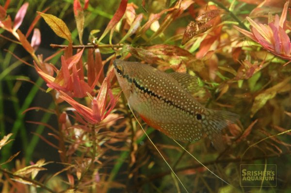 画像5: パールグラミー　ワイルド (5)