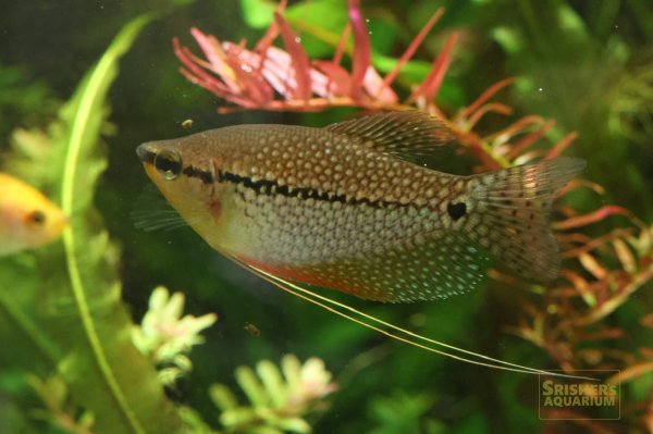 画像3: パールグラミー　ワイルド (3)