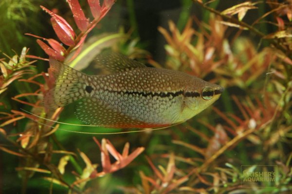 画像4: パールグラミー　ワイルド (4)