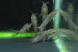 画像6: ポートホールキャット (6)