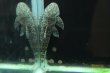 画像2: ハルッティア　プンクタータス (2)