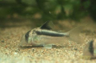 コリドラスの仲間 - Corydoras-｜スリッシャーズ アクアリウム