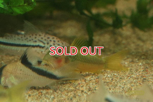 画像4: コリドラス　イルミネータス　オレンジ　（ブリード）スケルトン？ (4)