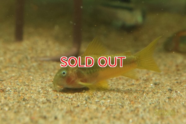 画像1: コリドラス　イルミネータス　オレンジ　（ブリード）スケルトン？ (1)