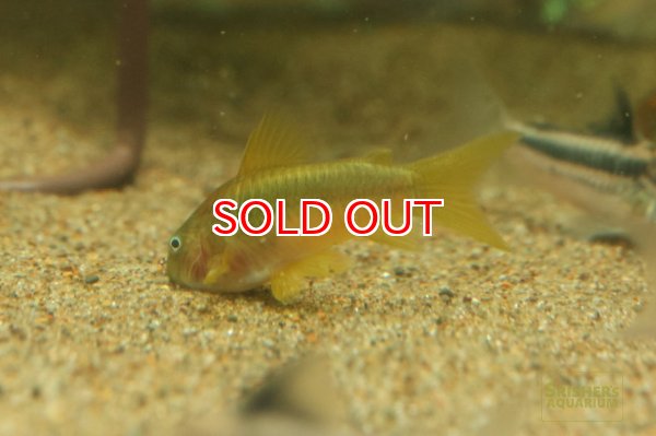 画像2: コリドラス　イルミネータス　オレンジ　（ブリード）スケルトン？ (2)