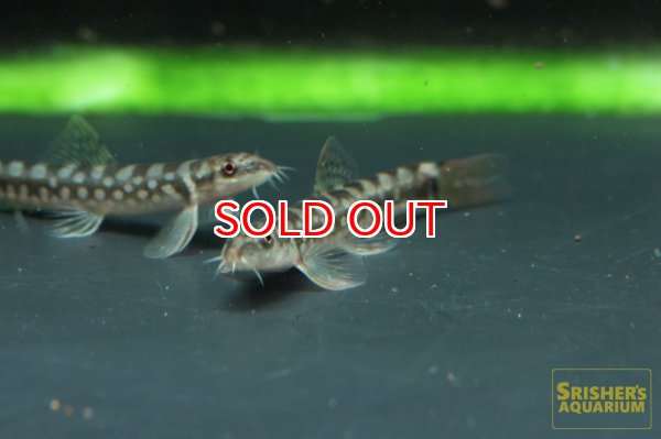 画像2: ギュンテリーローチ (2)