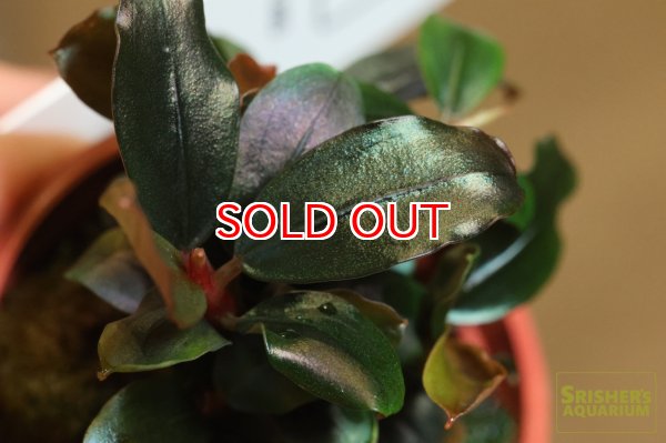 画像2: 水草 ブセファランドラ ソルディデュラブルー TR (ポット) (2)