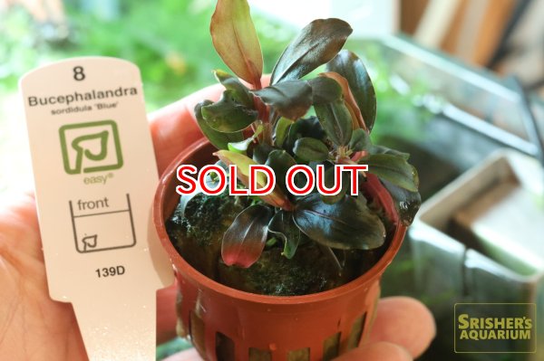 画像3: 水草 ブセファランドラ ソルディデュラブルー TR (ポット) (3)