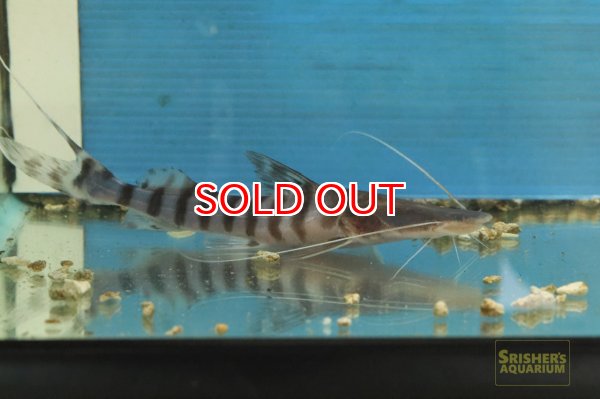 画像2: ゼブラキャット  （１５ｃｍ）目がありません特価 (2)