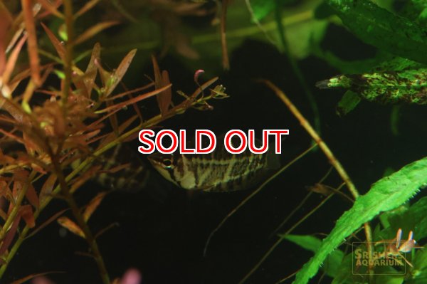 画像2: チェリーチョコレートグラミー（セラタネンシス） (2)