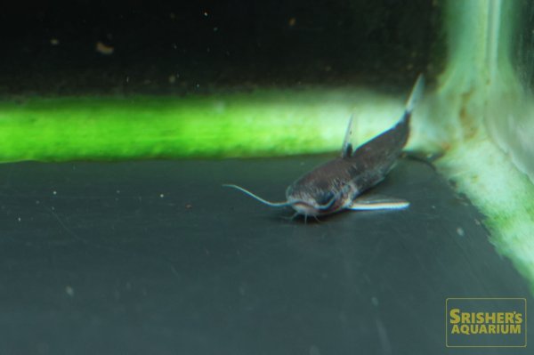 画像3: バイオレットブルータティア（シングー） (3)