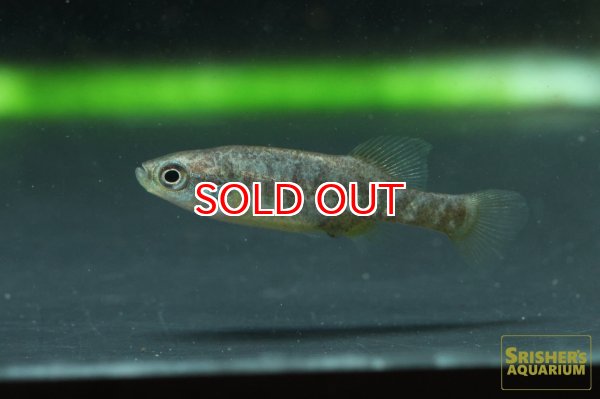 画像1: アロトカ　メエキ LAGO DE OPOPEO（ペア） (1)