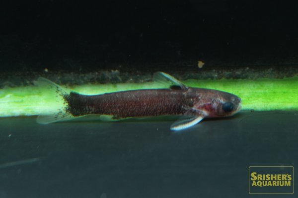 画像1: バイオレットブルータティア（シングー） (1)