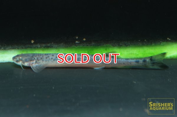 画像2: スポッテッドカンディル (2)