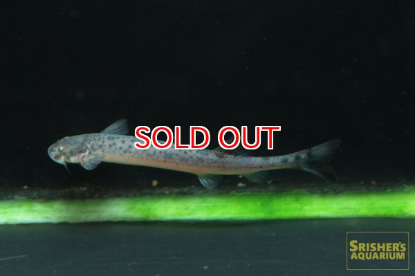 画像1: スポッテッドカンディル (1)