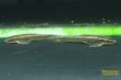 画像3: エパクティノータス　ＳＰ (3)