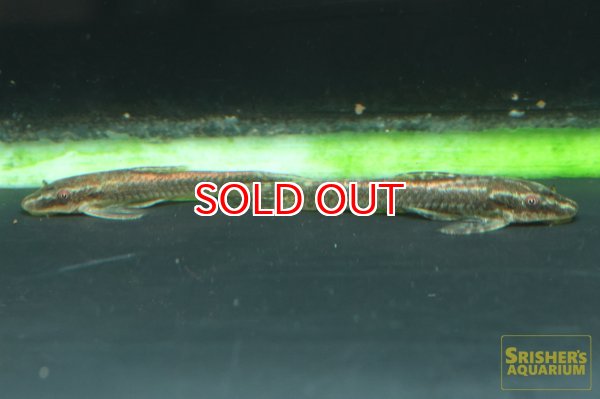 画像3: エパクティノータス　ＳＰ (3)